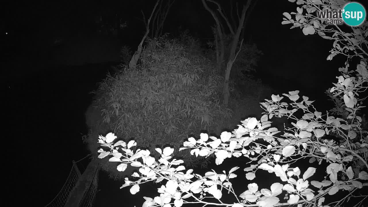 Südlicher Gelbwangen-Schopfgibbon Zoo Ljubljana webcam
