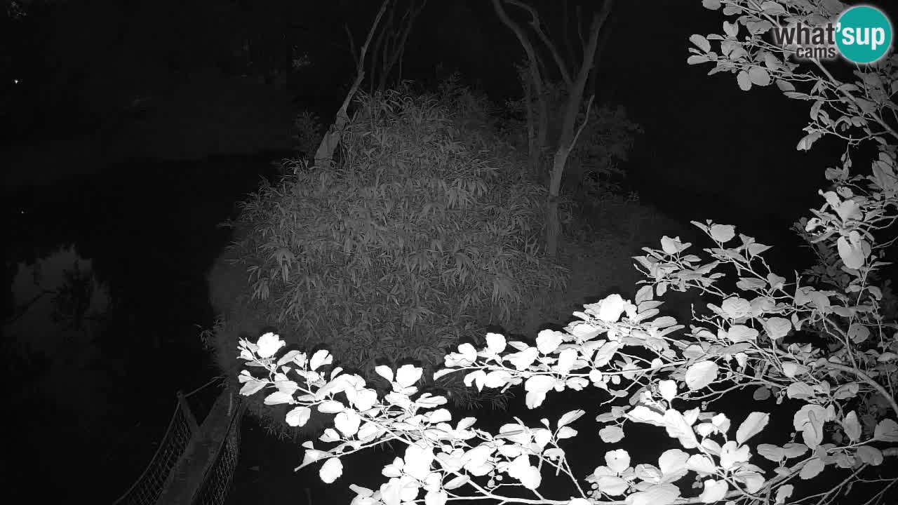Südlicher Gelbwangen-Schopfgibbon Zoo Ljubljana webcam