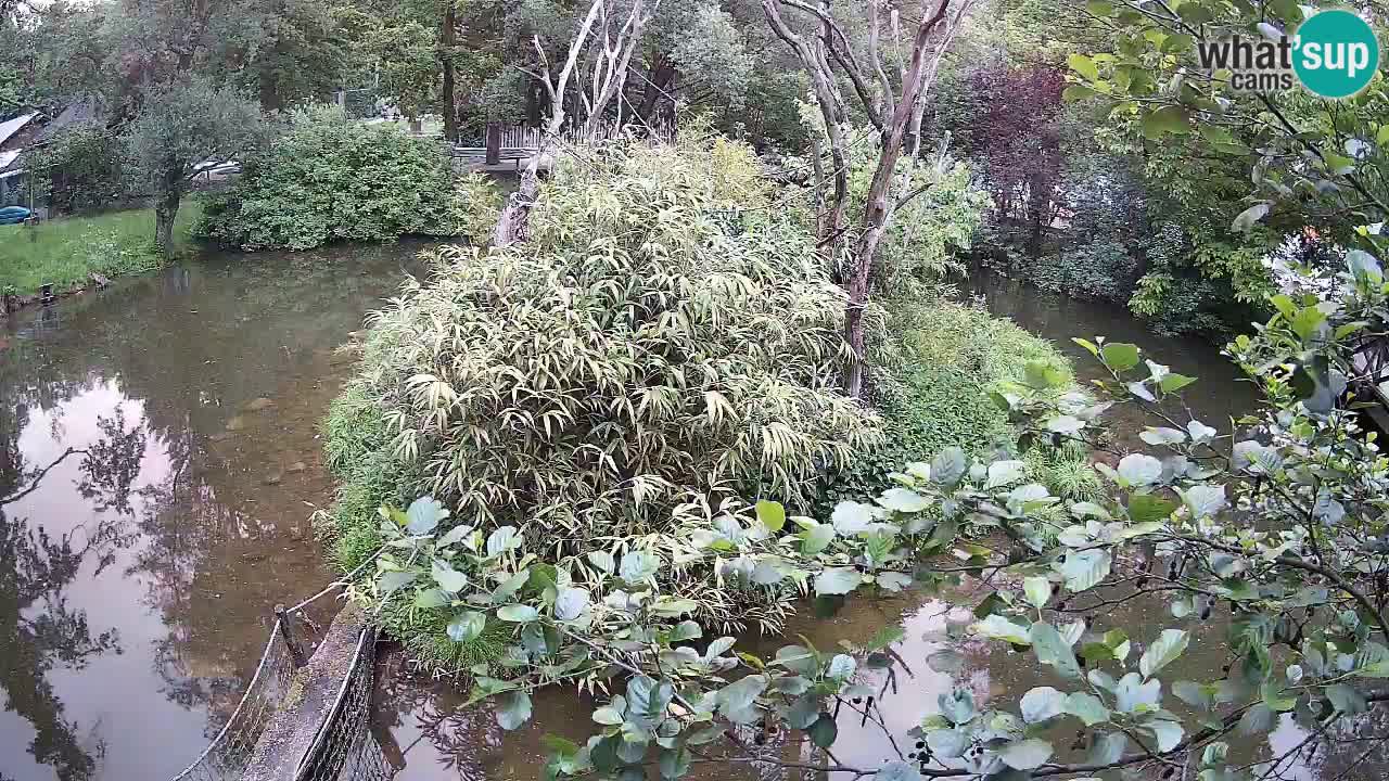 Südlicher Gelbwangen-Schopfgibbon Zoo Ljubljana webcam