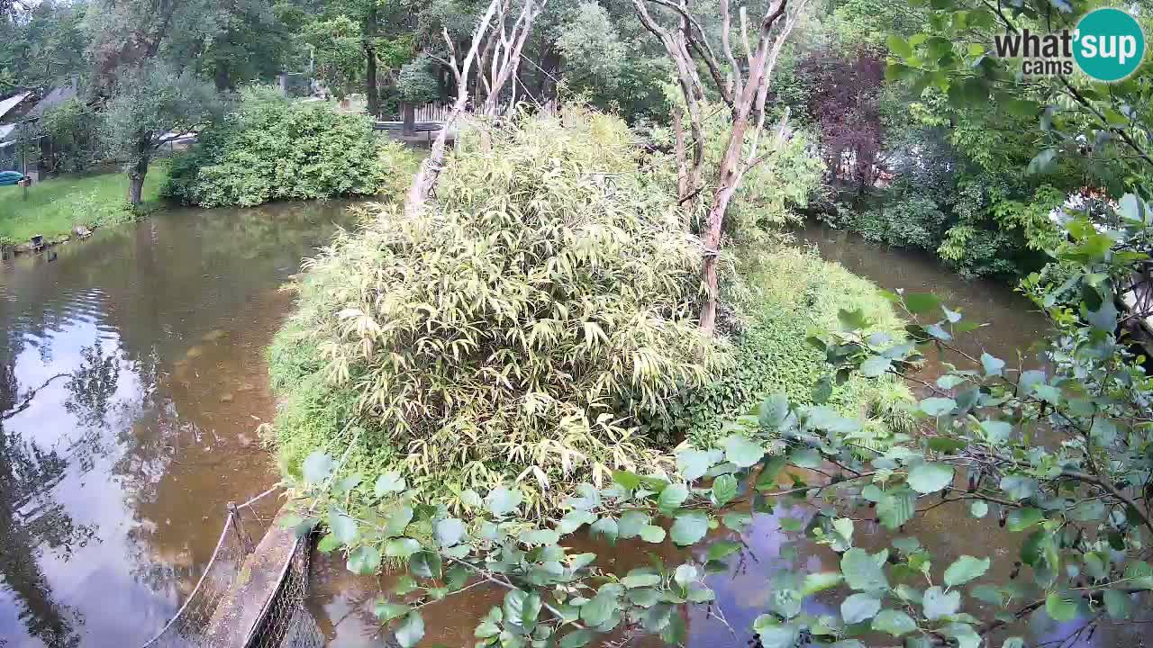 Gibbon à joues jaunes Zoo Ljubljana live cam
