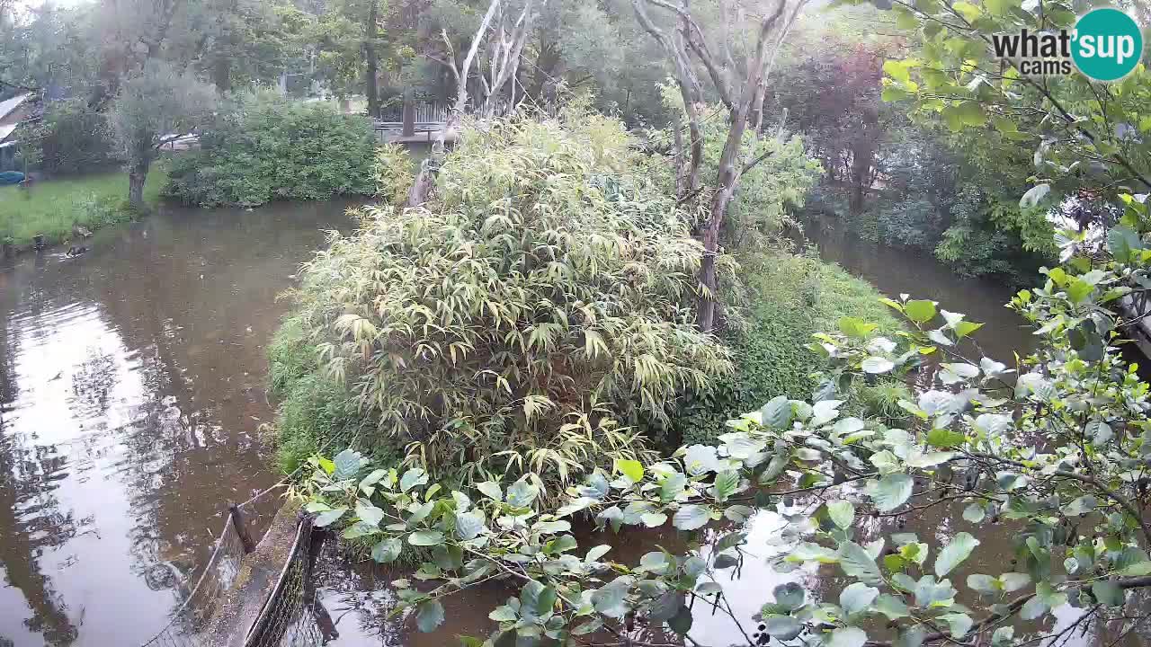 Gibon – Nomascus gabriellae – Zoo Ljubljana web kamera