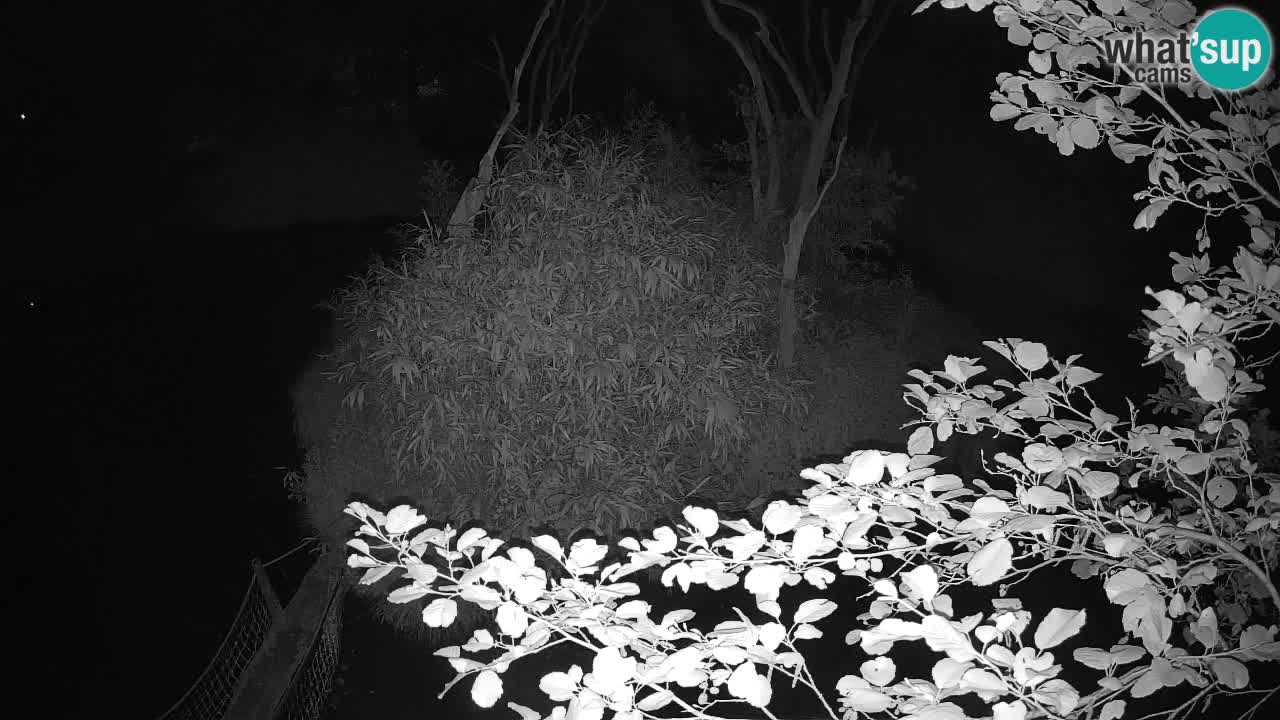 Gibon – Nomascus gabriellae – Zoo Ljubljana web kamera