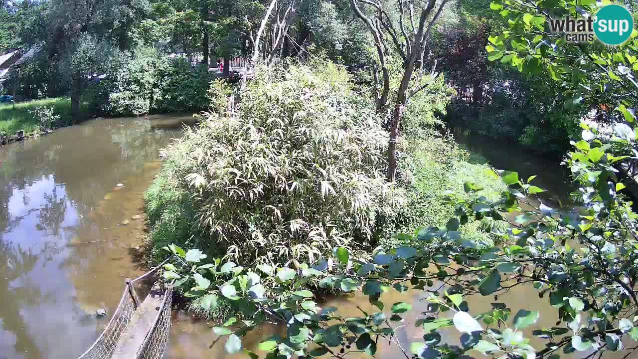 Südlicher Gelbwangen-Schopfgibbon Zoo Ljubljana webcam