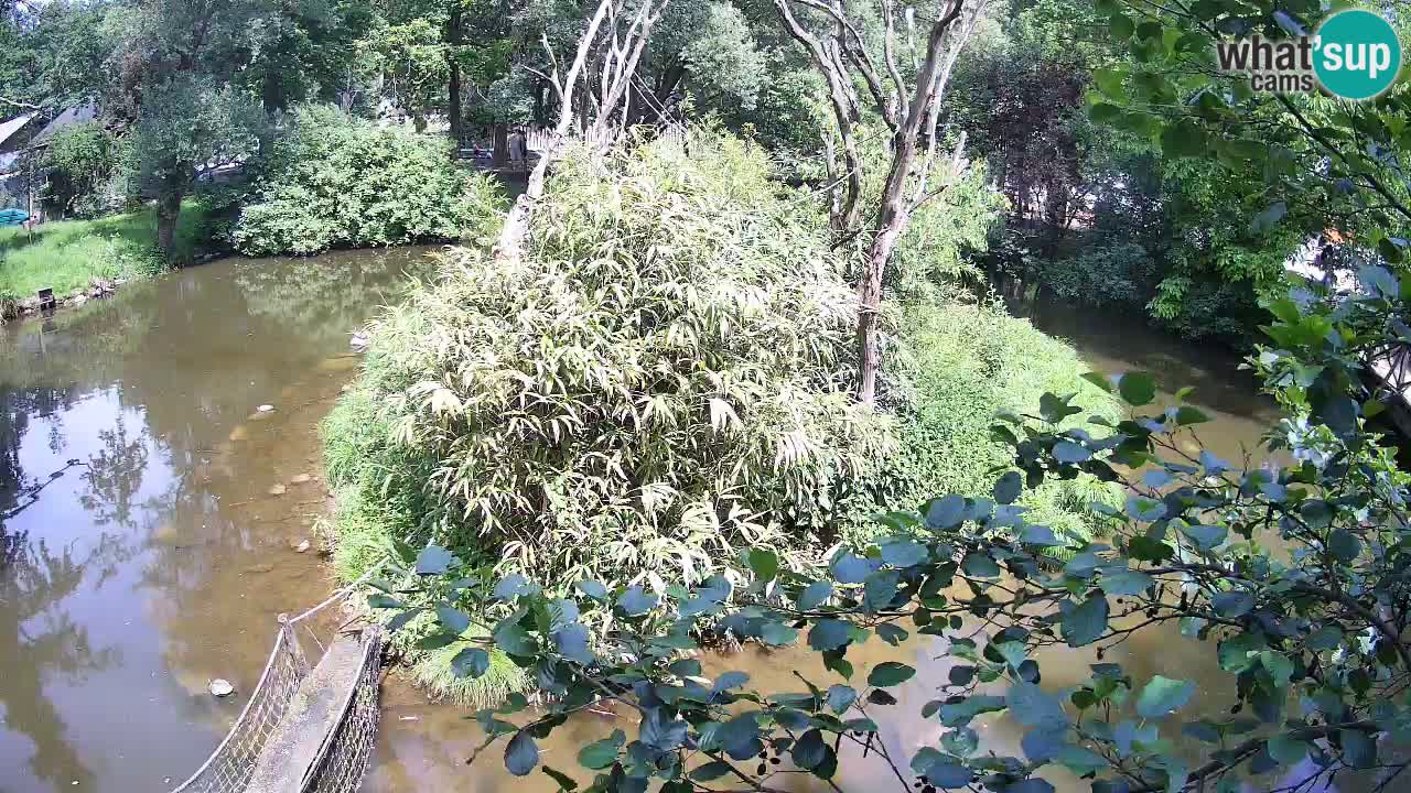 Yellow-cheeked gibbon Zoo Ljubljana livecam