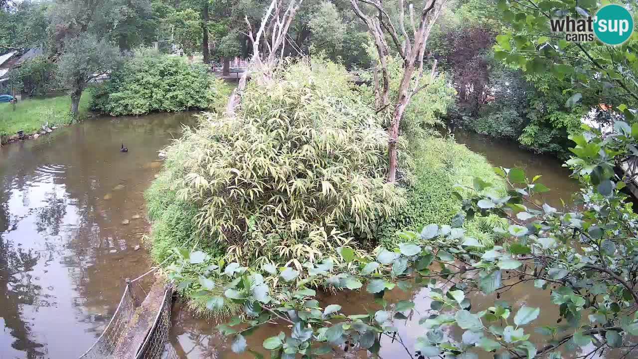 Yellow-cheeked gibbon Zoo Ljubljana livecam