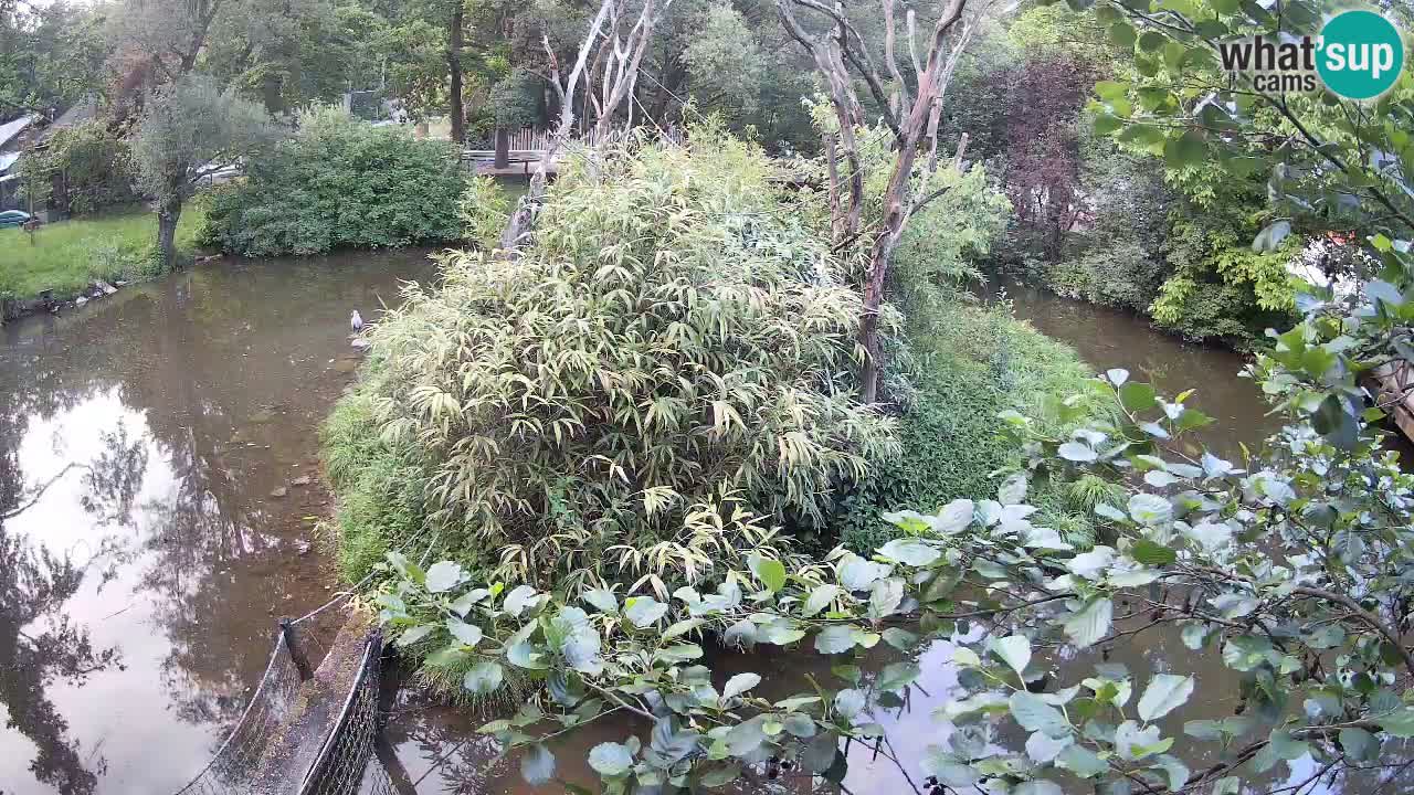 Südlicher Gelbwangen-Schopfgibbon Zoo Ljubljana webcam