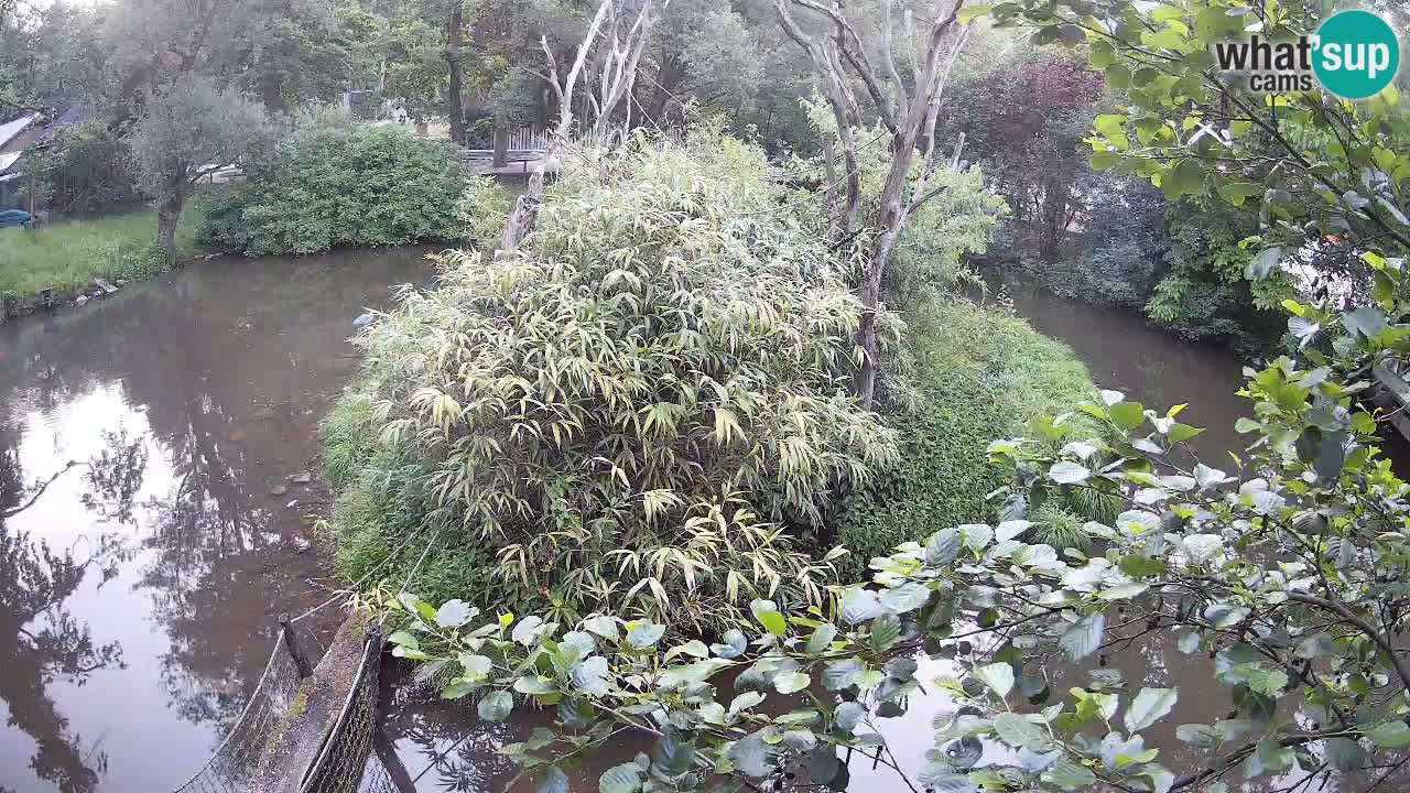 Gibbon à joues jaunes Zoo Ljubljana live cam