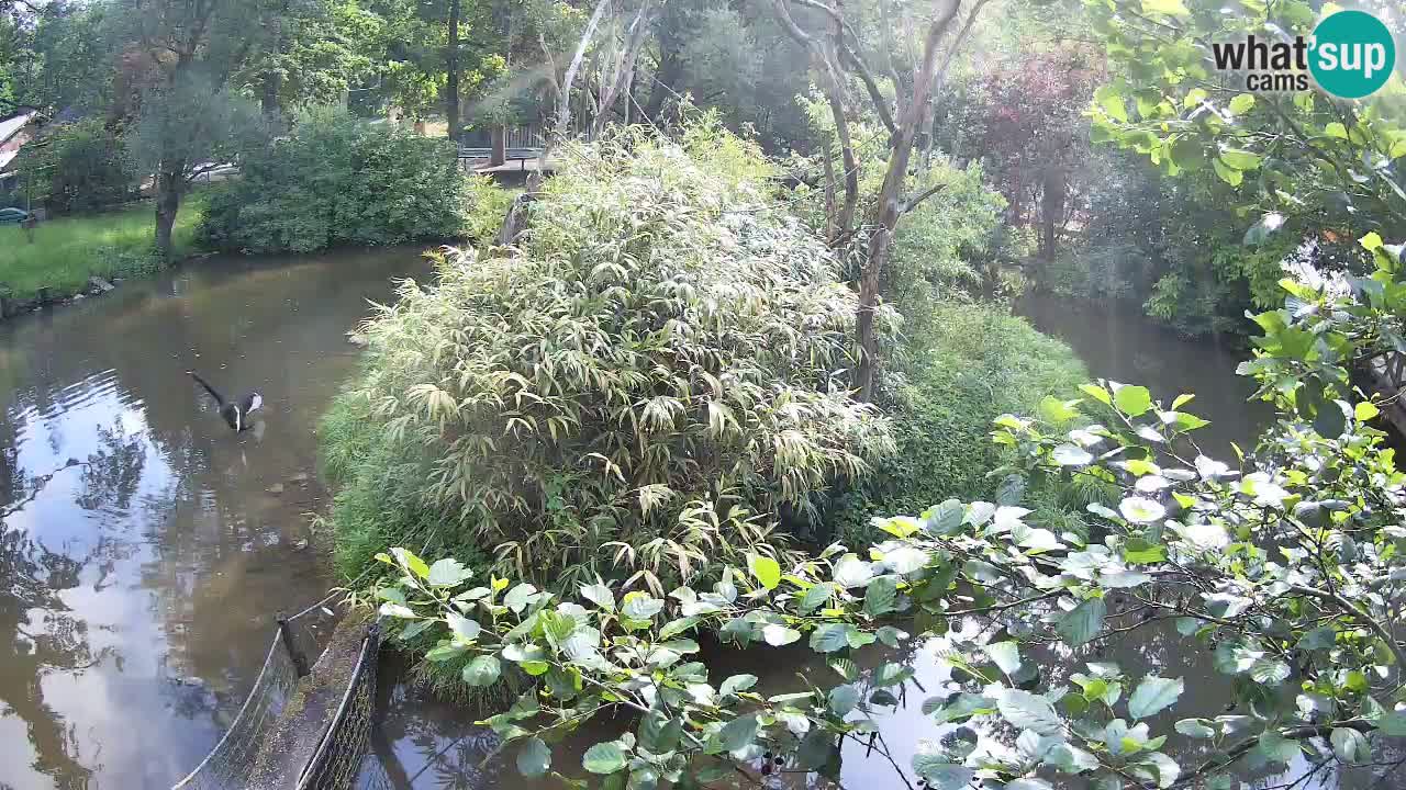 Gibbon à joues jaunes Zoo Ljubljana live cam