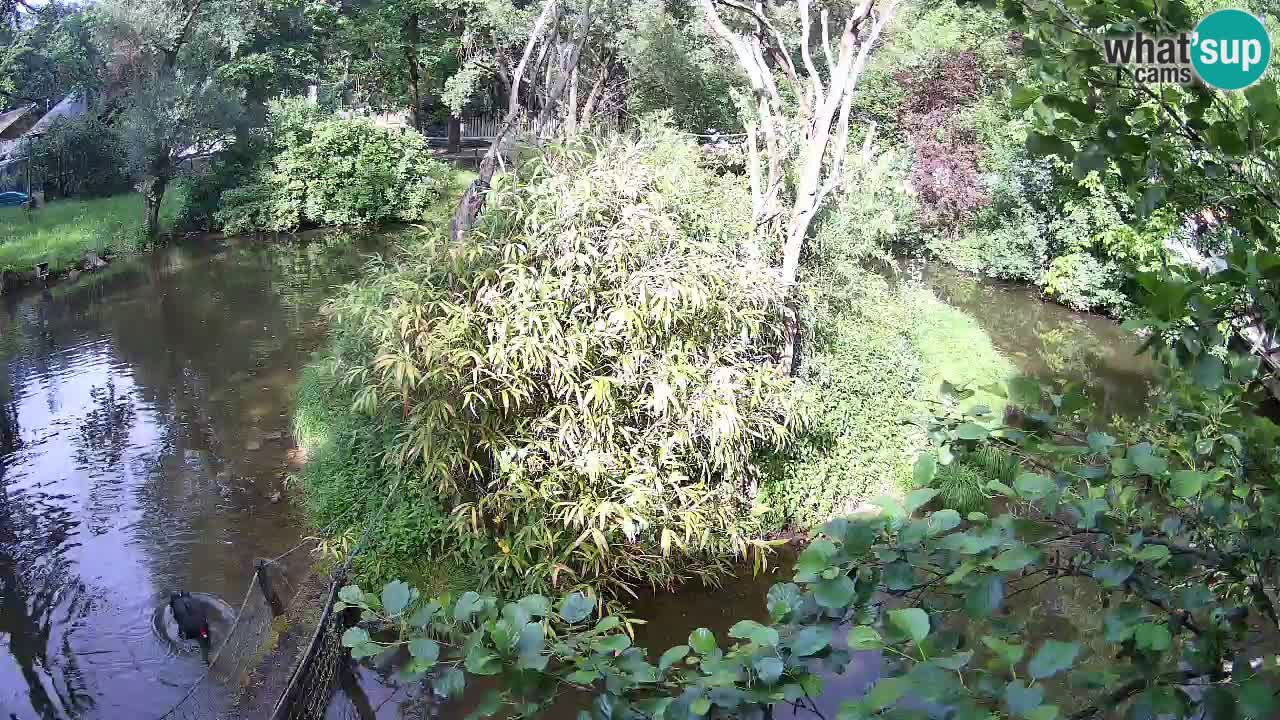 Südlicher Gelbwangen-Schopfgibbon Zoo Ljubljana webcam