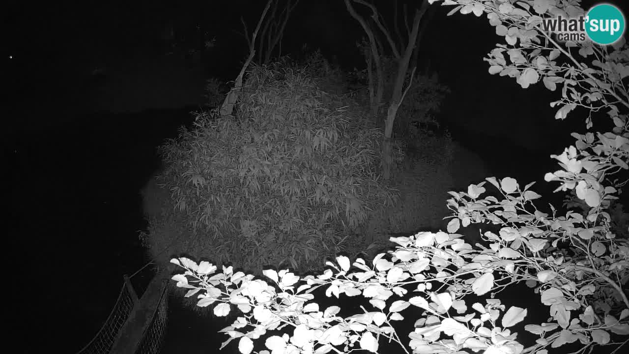 Yellow-cheeked gibbon Zoo Ljubljana livecam