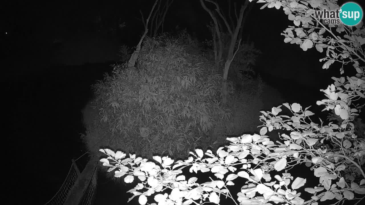 Yellow-cheeked gibbon Zoo Ljubljana livecam