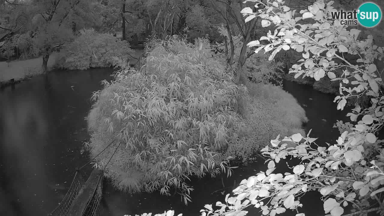 Yellow-cheeked gibbon Zoo Ljubljana livecam