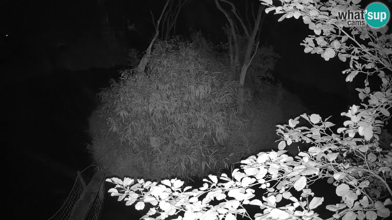Yellow-cheeked gibbon Zoo Ljubljana livecam