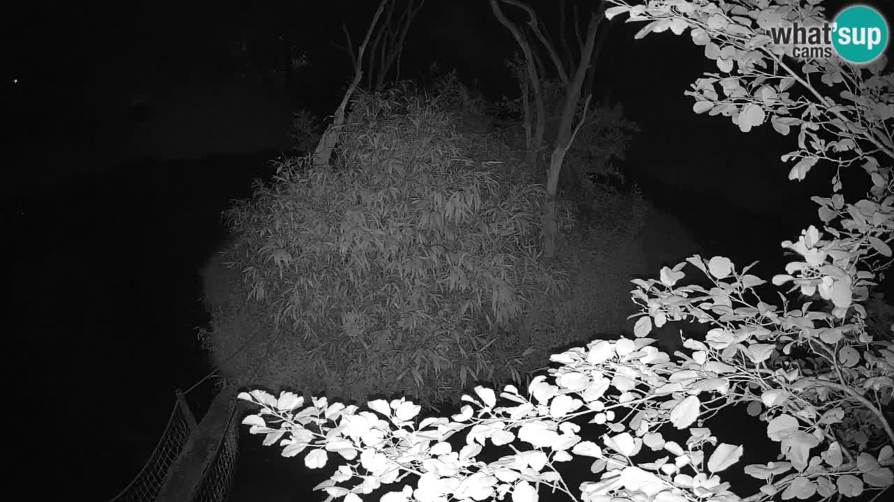 Yellow-cheeked gibbon Zoo Ljubljana livecam