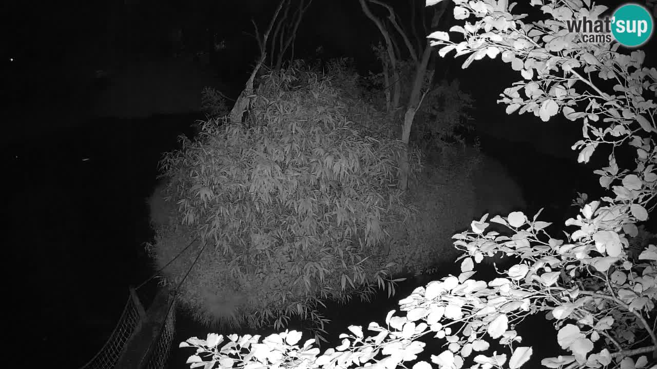 Gibon – Nomascus gabriellae – Zoo Ljubljana web kamera