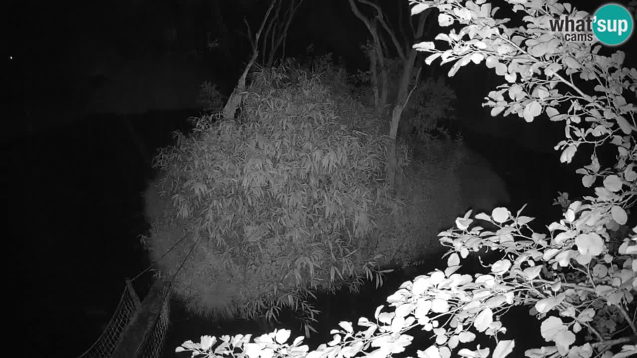 Gibbon à joues jaunes Zoo Ljubljana live cam