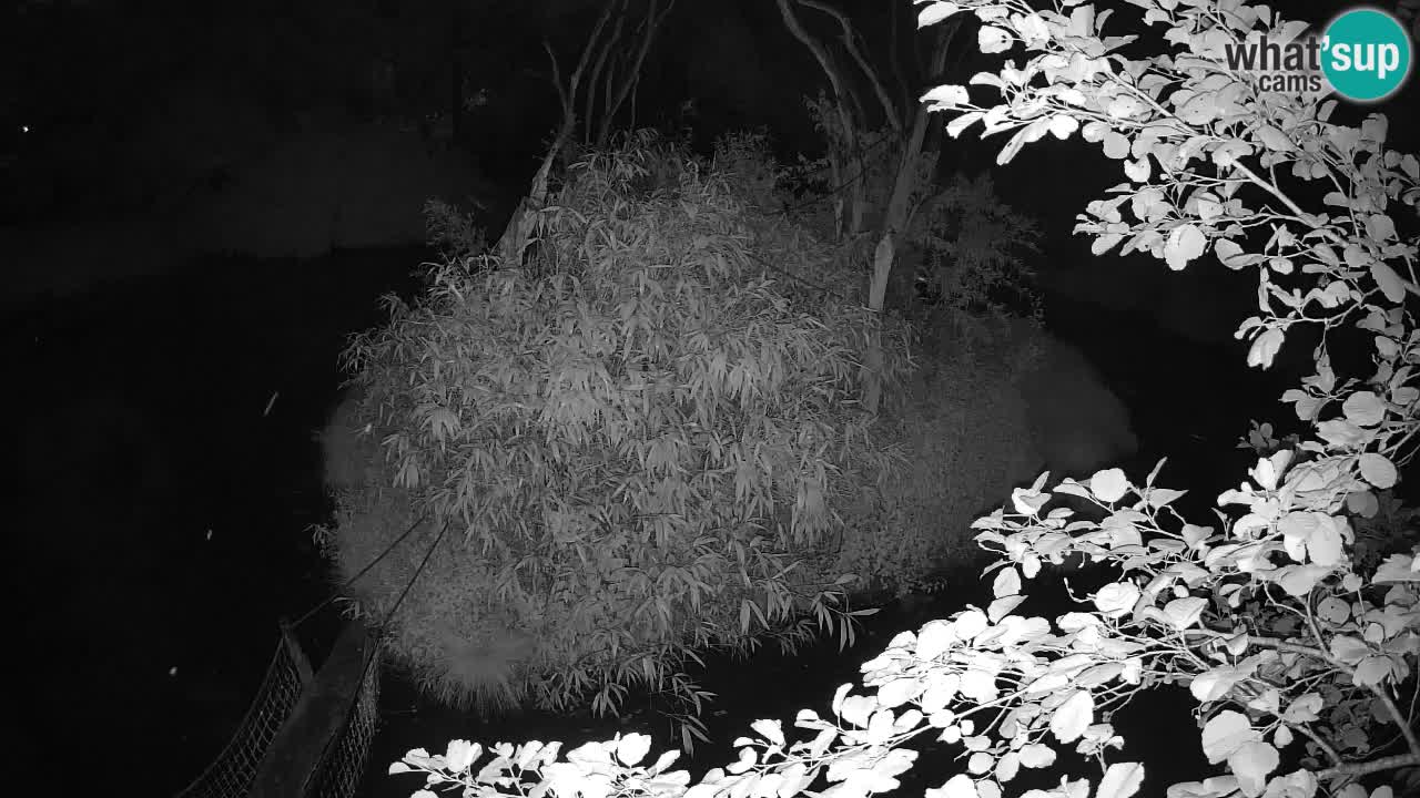 Gibon – Nomascus gabriellae – Zoo Ljubljana web kamera