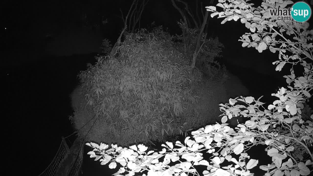 Gibbon à joues jaunes Zoo Ljubljana live cam