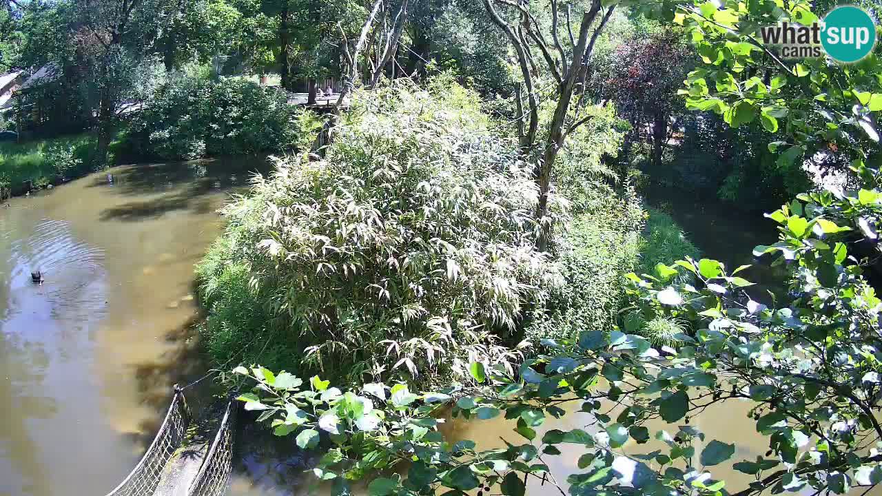 Südlicher Gelbwangen-Schopfgibbon Zoo Ljubljana webcam