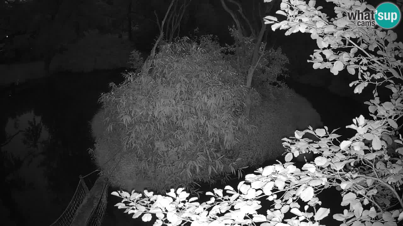 Gibon – Nomascus gabriellae – Zoo Ljubljana web kamera
