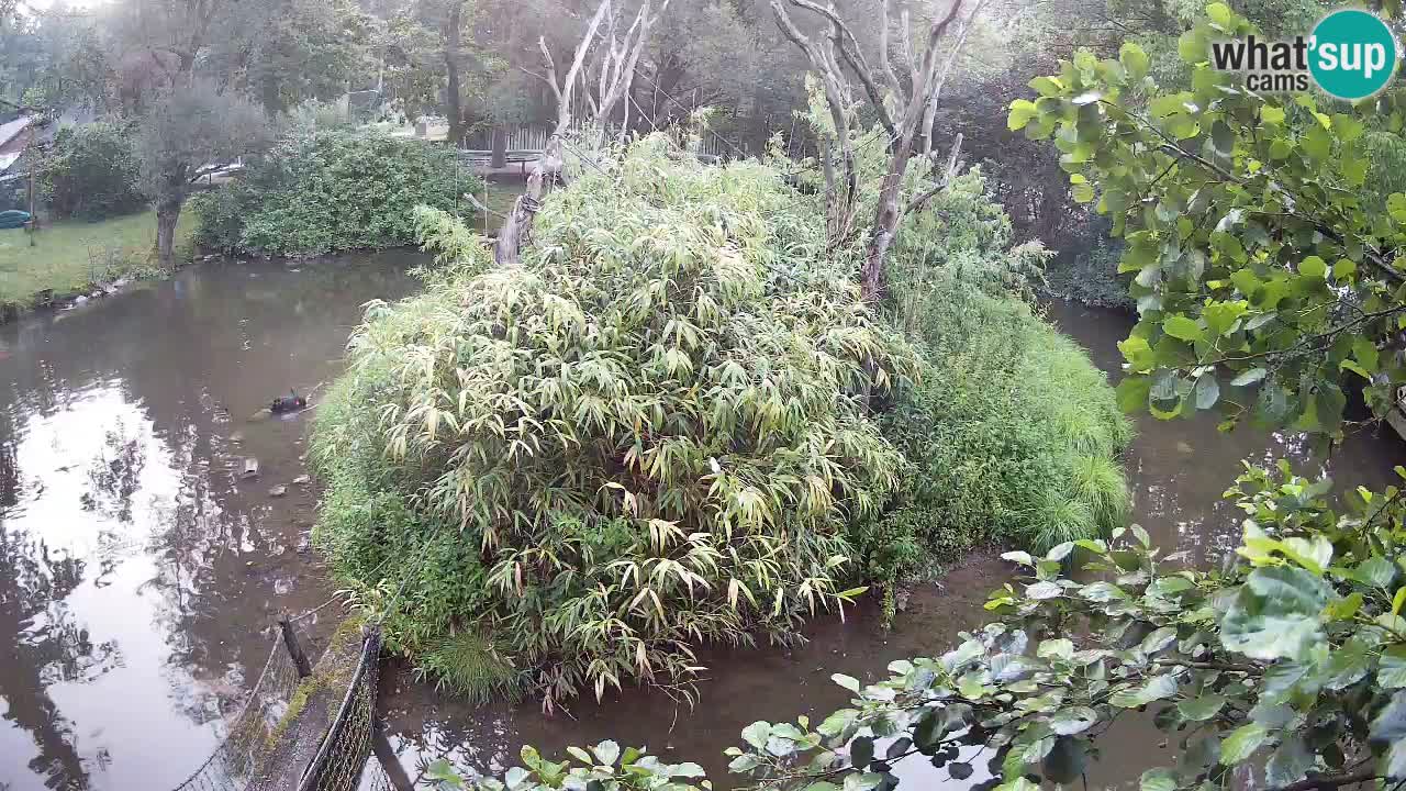 Yellow-cheeked gibbon Zoo Ljubljana livecam