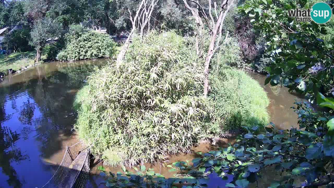 Südlicher Gelbwangen-Schopfgibbon Zoo Ljubljana webcam