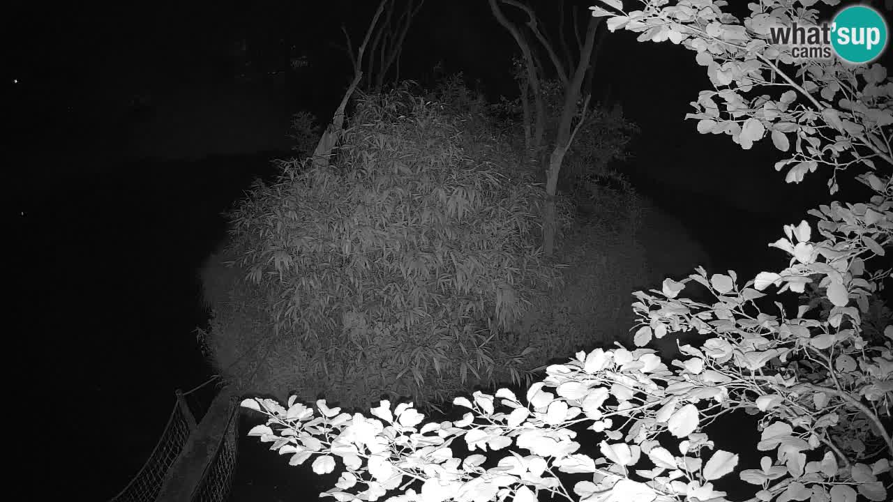 Gibbon à joues jaunes Zoo Ljubljana live cam