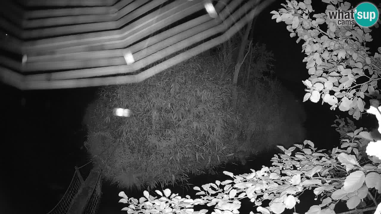 Yellow-cheeked gibbon Zoo Ljubljana livecam
