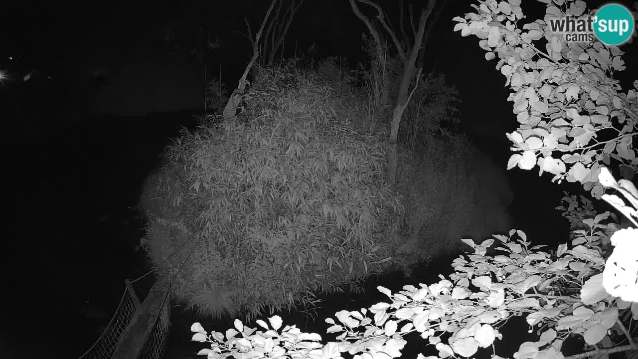 Yellow-cheeked gibbon Zoo Ljubljana livecam