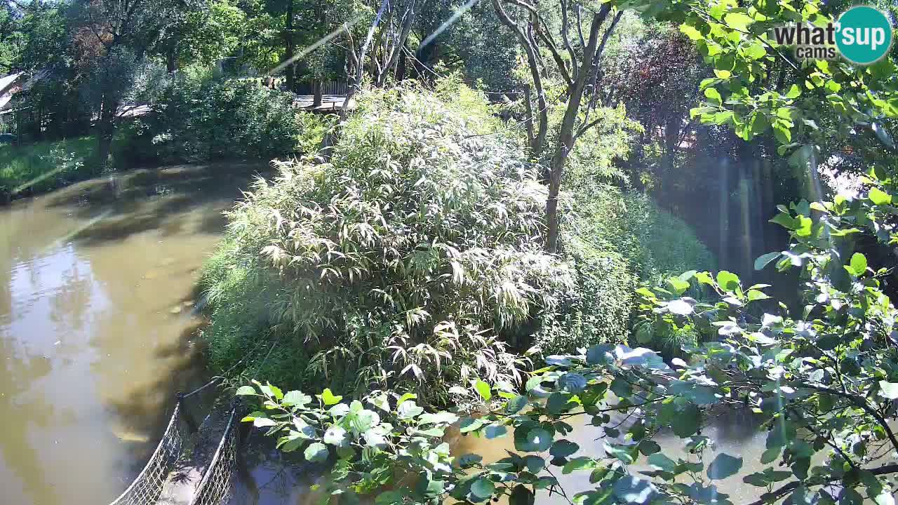 Gibon – Nomascus gabriellae – Zoo Ljubljana web kamera