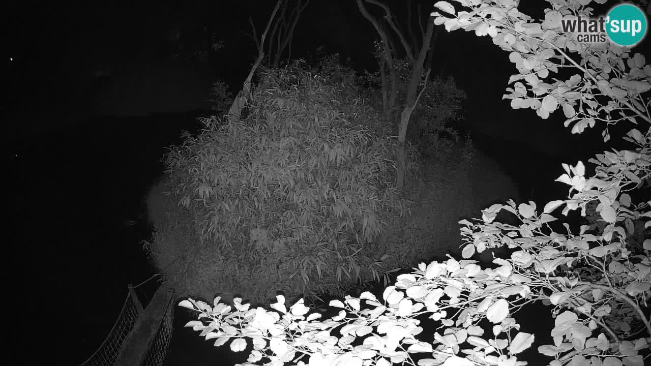 Yellow-cheeked gibbon Zoo Ljubljana livecam
