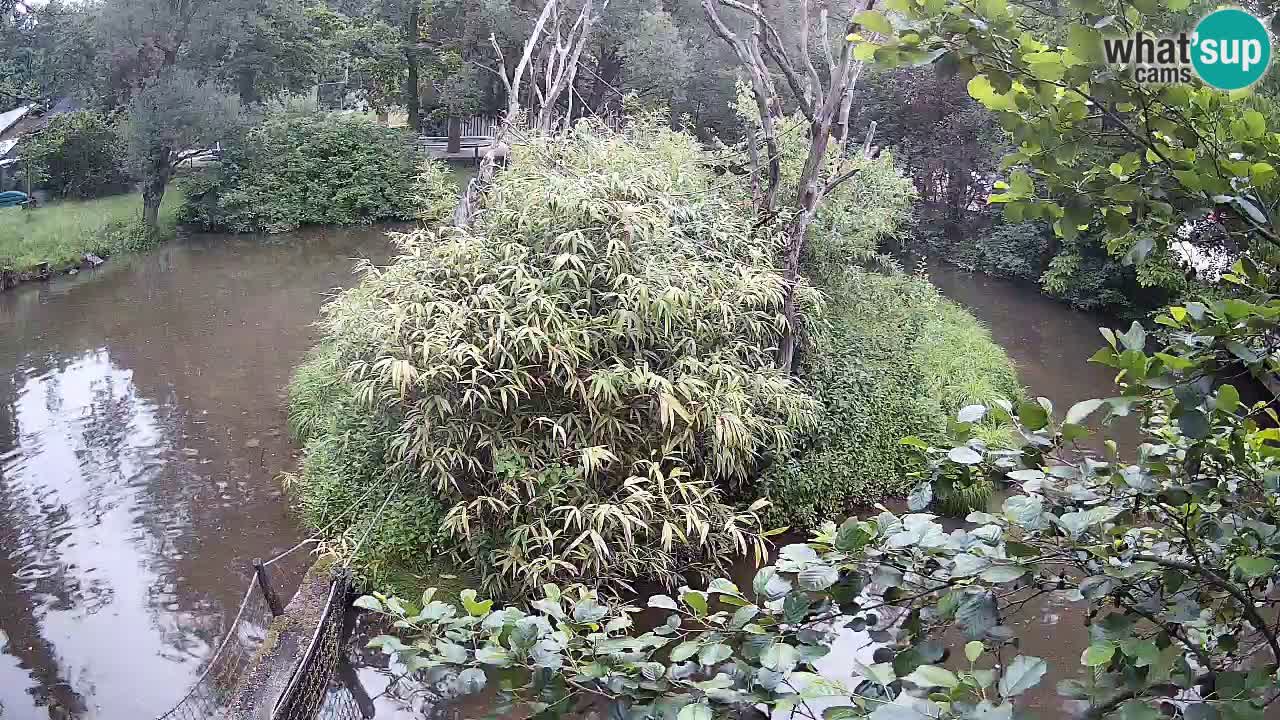 Yellow-cheeked gibbon Zoo Ljubljana livecam