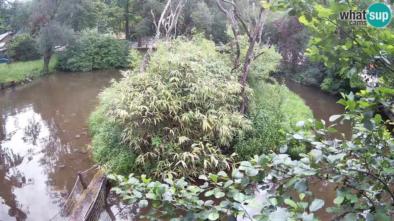 Zlatolični gibon živalski vrt Ljubljana