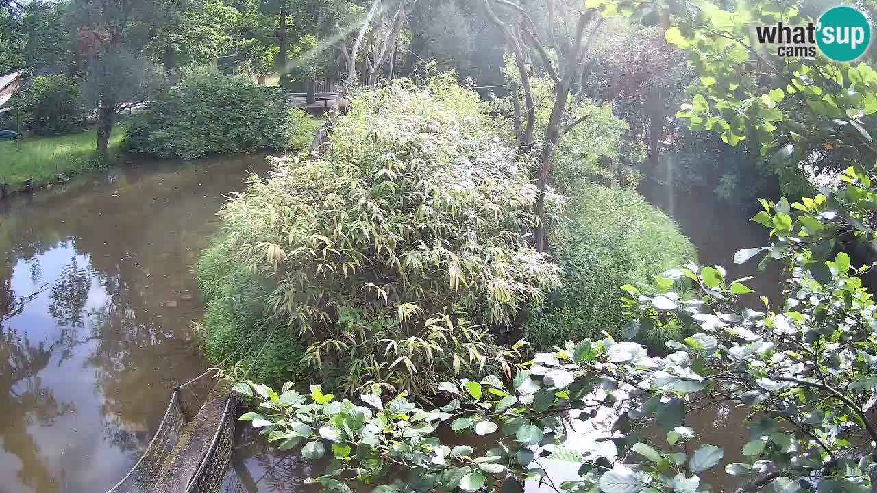 Gibón de mejillas beige Zoo Ljubljana