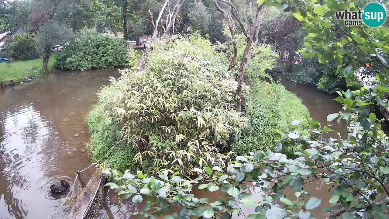Gibbone dalle guance rosa nello ZOO di Ljubljana