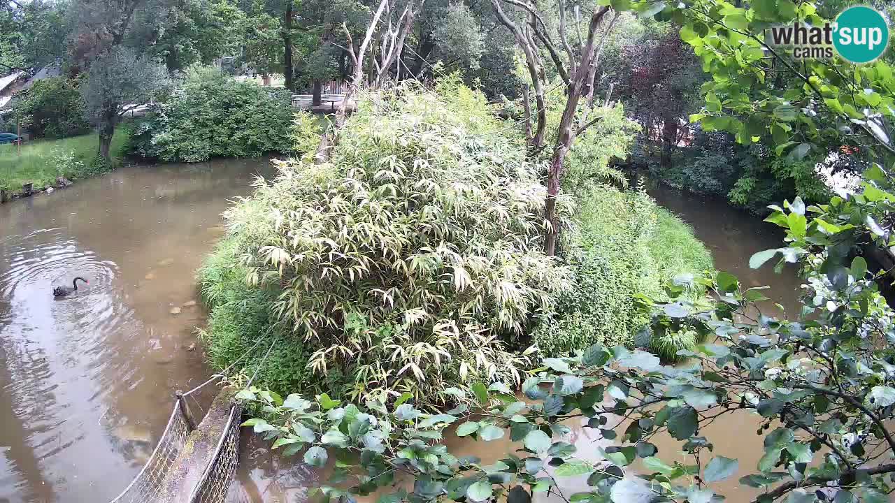 Gibón de mejillas beige Zoo Ljubljana
