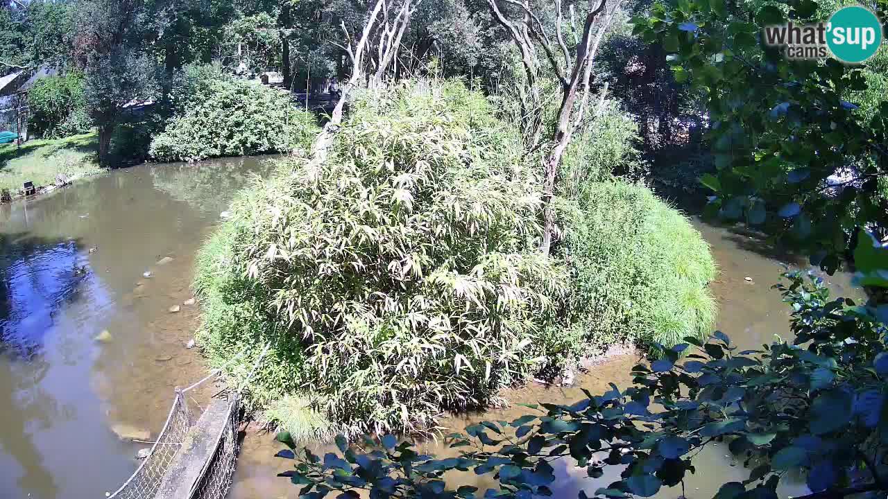 Südlicher Gelbwangen-Schopfgibbon Zoo Ljubljana webcam