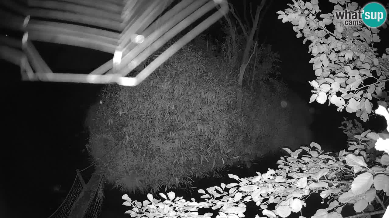 Südlicher Gelbwangen-Schopfgibbon Zoo Ljubljana webcam