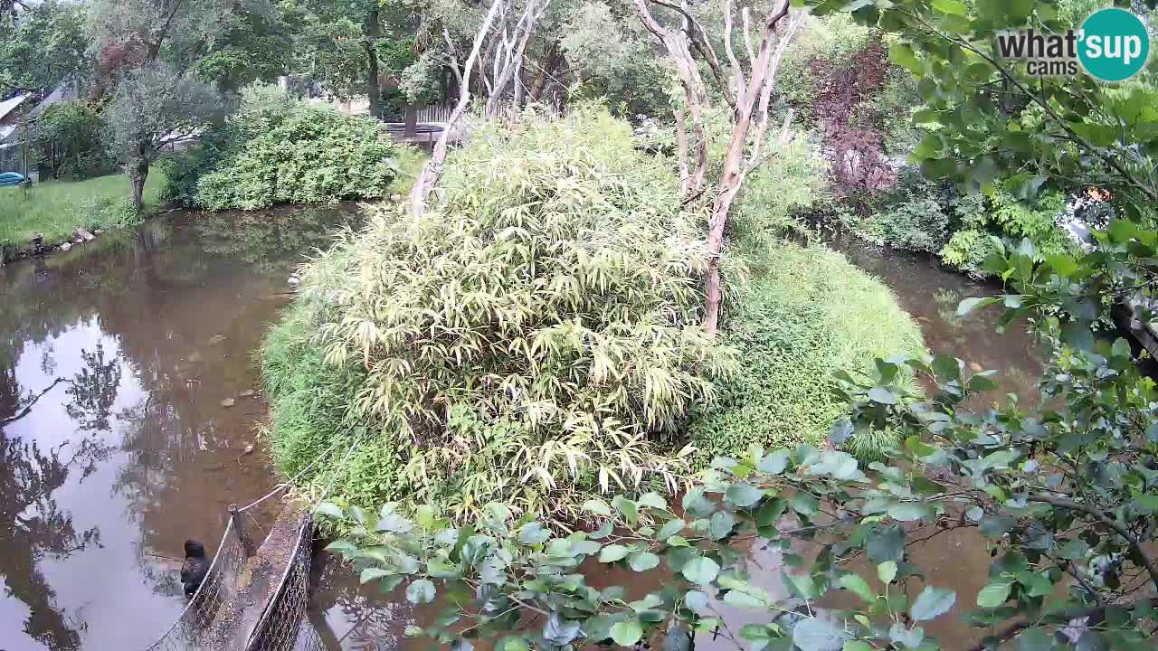Yellow-cheeked gibbon Zoo Ljubljana livecam