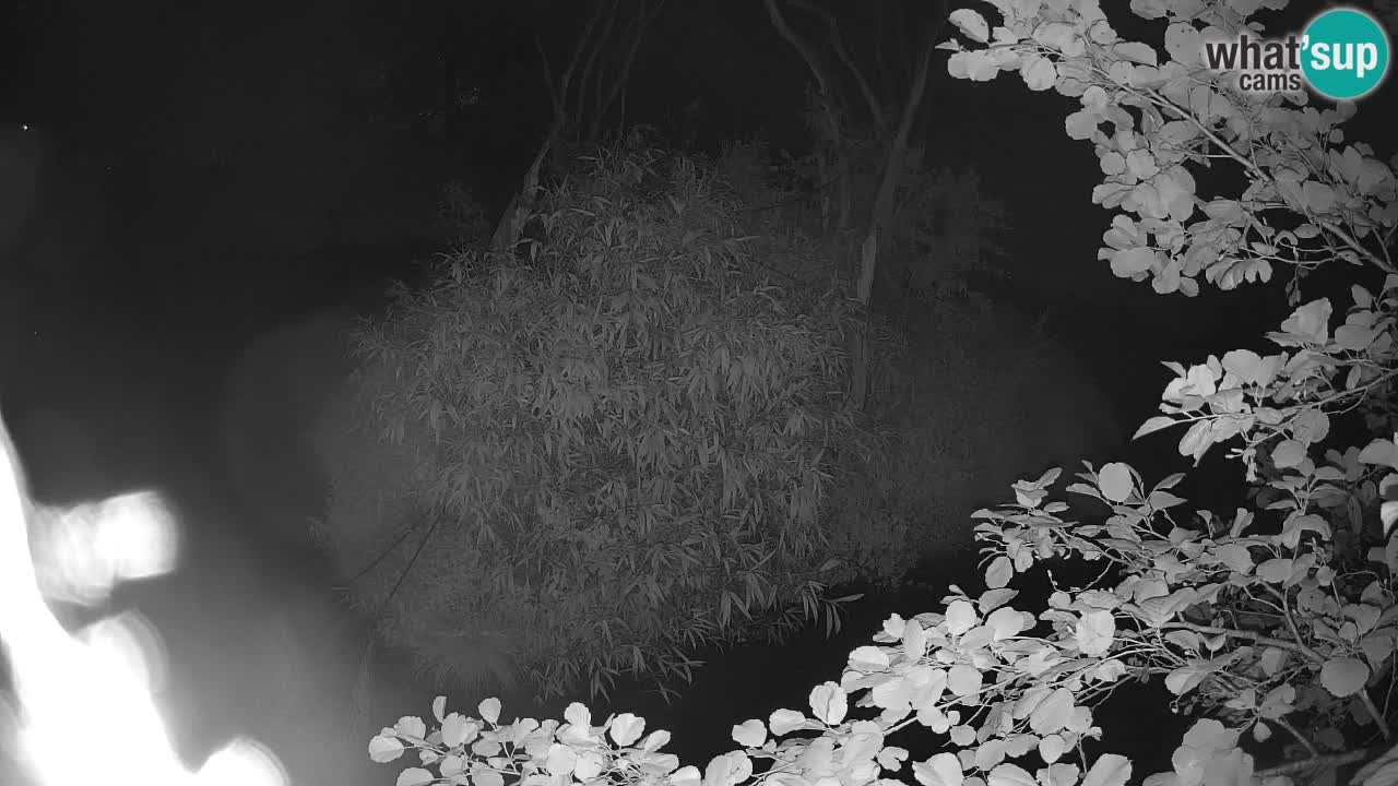 Südlicher Gelbwangen-Schopfgibbon Zoo Ljubljana webcam