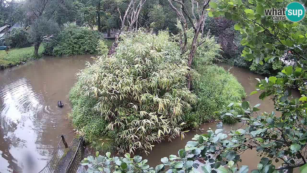 Südlicher Gelbwangen-Schopfgibbon Zoo Ljubljana webcam