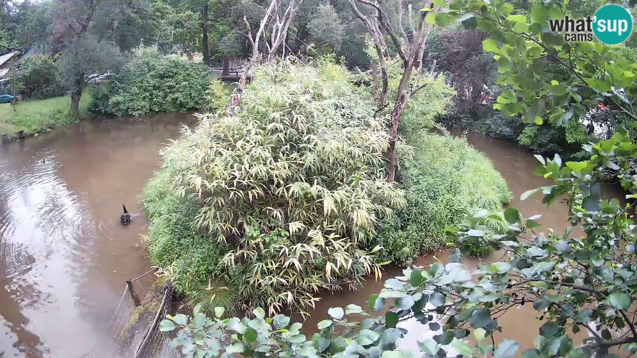 Südlicher Gelbwangen-Schopfgibbon Zoo Ljubljana webcam