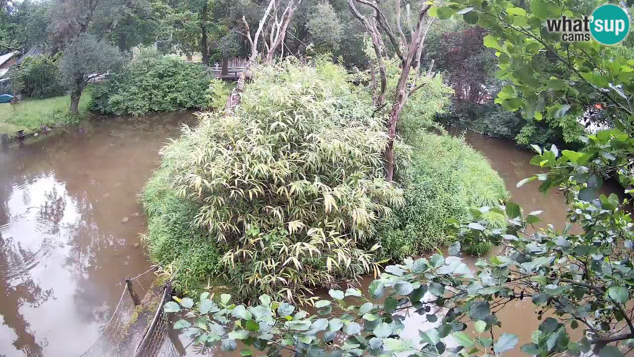 Südlicher Gelbwangen-Schopfgibbon Zoo Ljubljana webcam