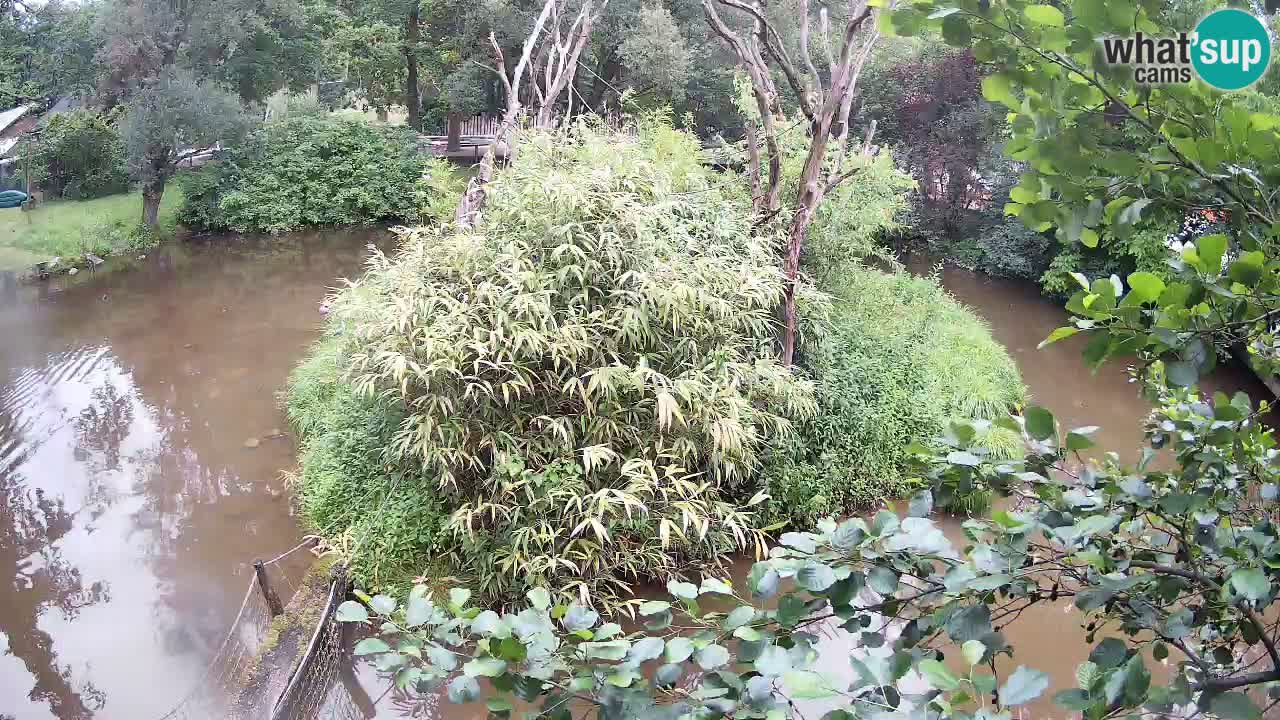 Yellow-cheeked gibbon Zoo Ljubljana livecam