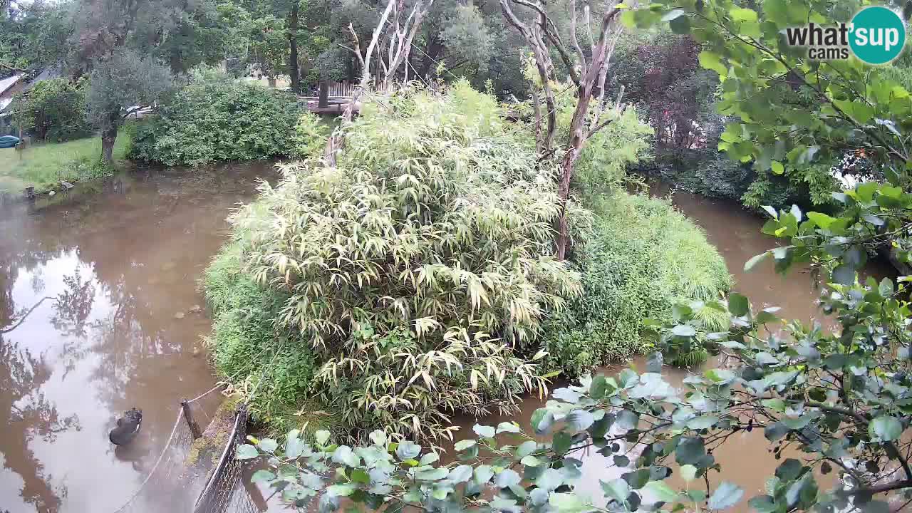 Yellow-cheeked gibbon Zoo Ljubljana livecam