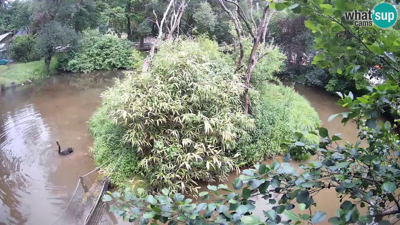 Yellow-cheeked gibbon Zoo Ljubljana livecam