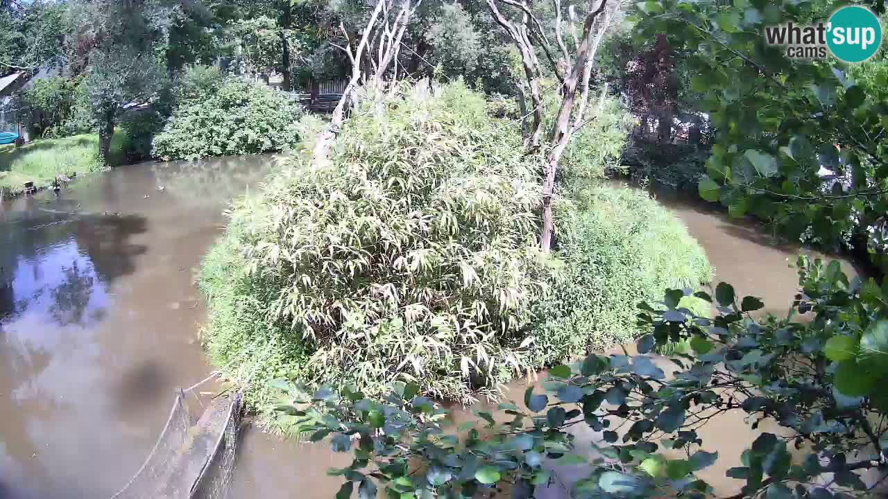 Yellow-cheeked gibbon Zoo Ljubljana livecam