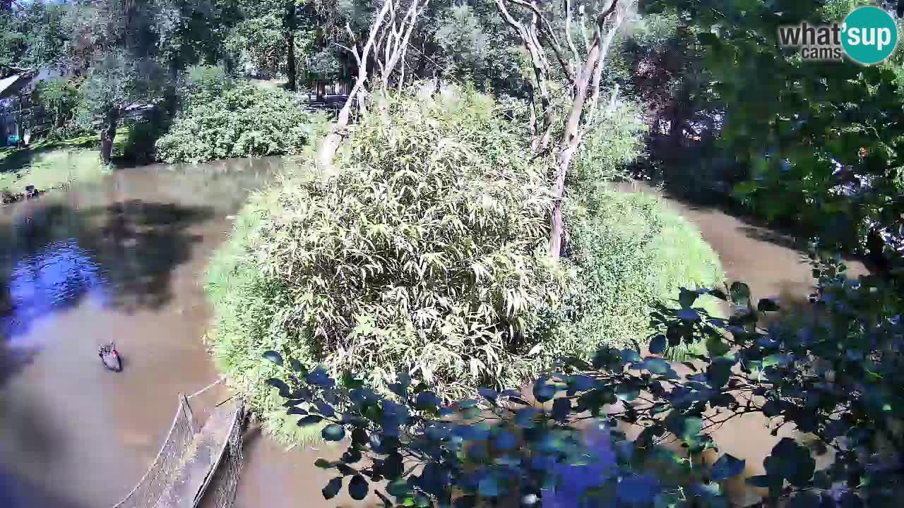 Südlicher Gelbwangen-Schopfgibbon Zoo Ljubljana webcam