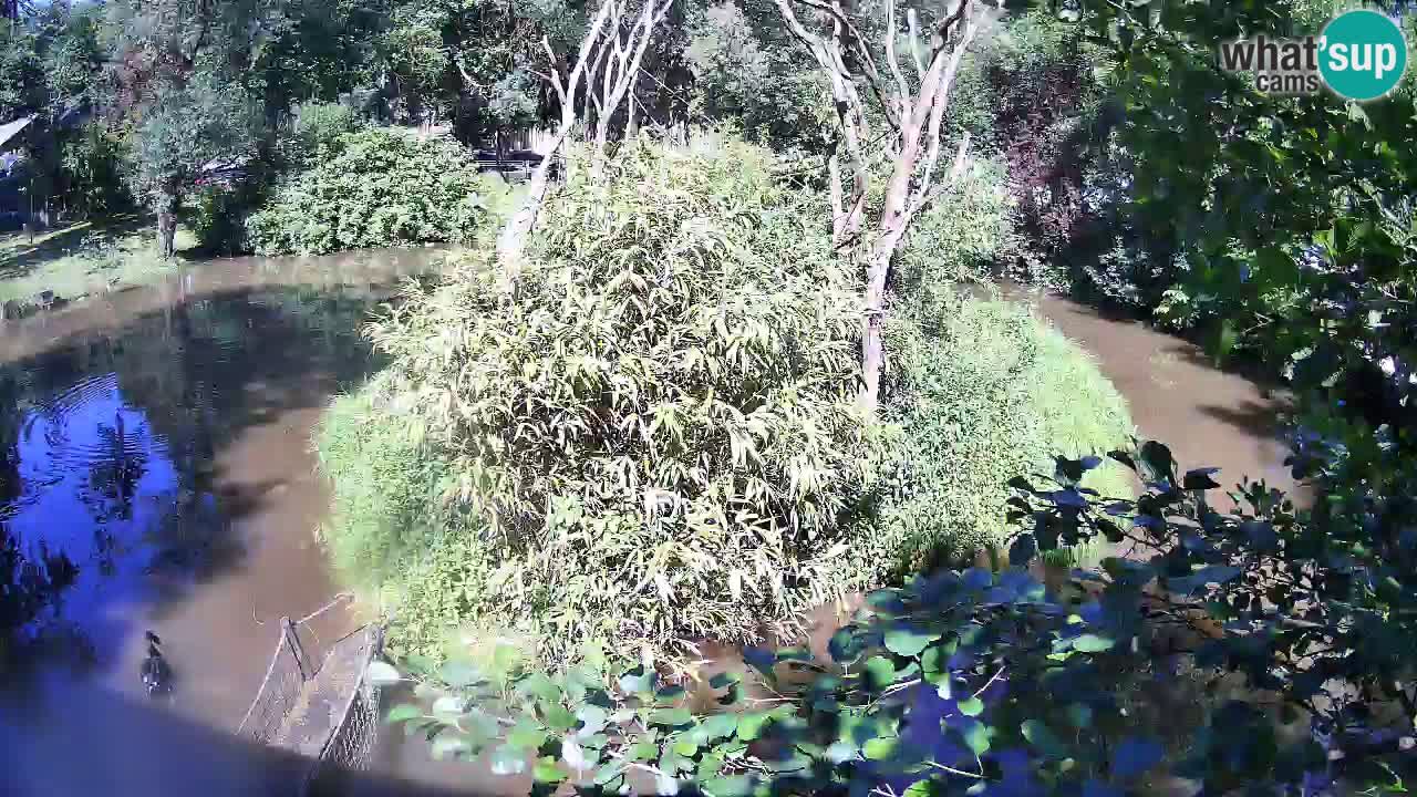 Südlicher Gelbwangen-Schopfgibbon Zoo Ljubljana webcam
