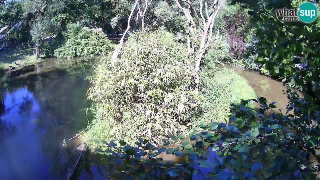 Yellow-cheeked gibbon Zoo Ljubljana livecam